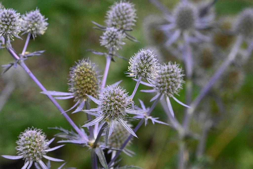 2025-07119525 Tower Hill Botanic Garden, MA.JPG - Sea Holly. New England Botanic Garden at Tower Hill, MA, 7-11-2025